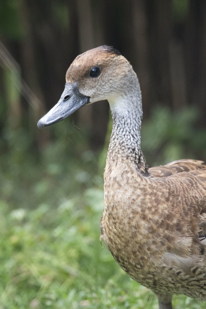 West Indian whistling-duck (Dendrocygna arborea)