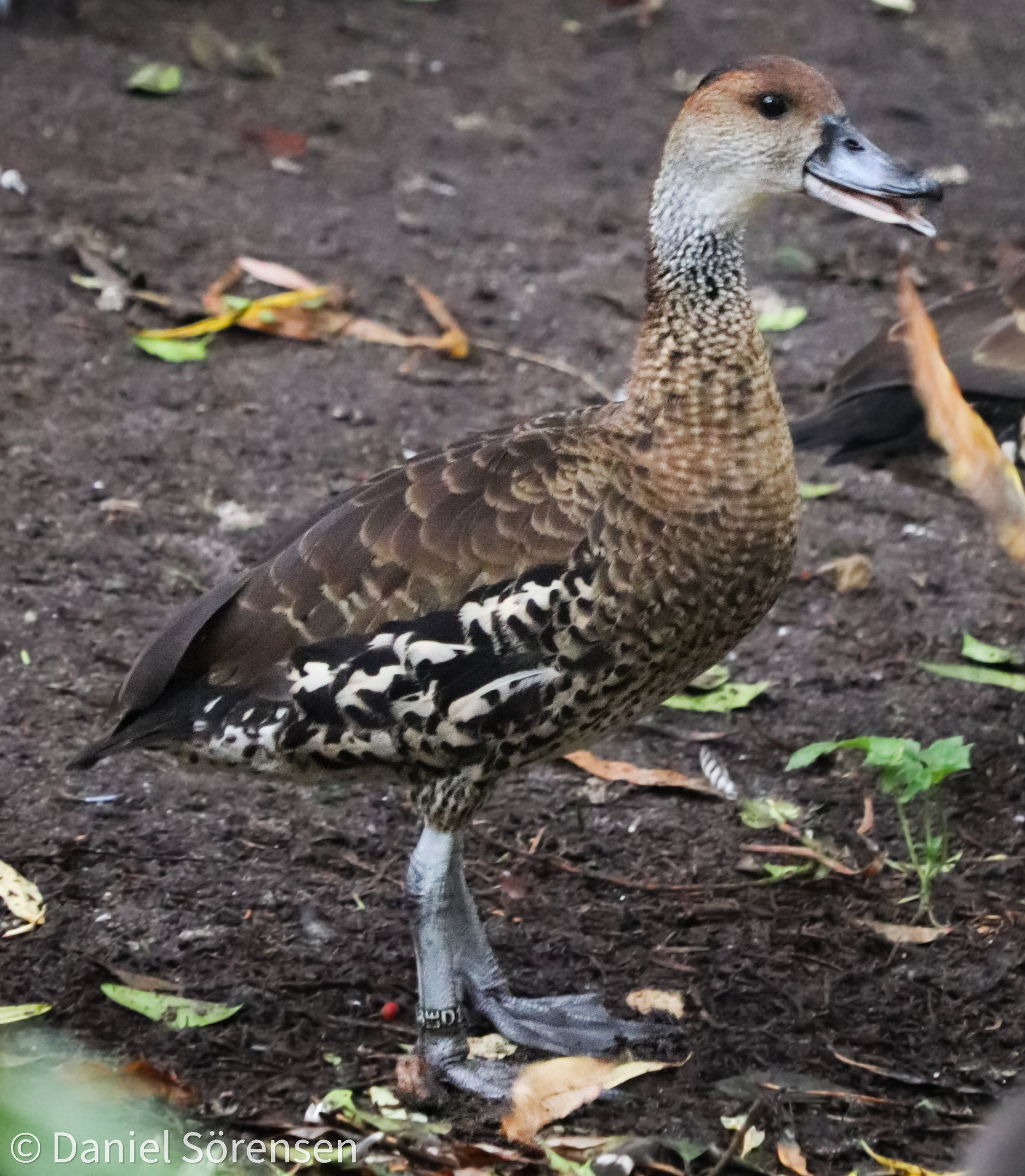 West Indian whistling duck (Dendrocygna arborea)