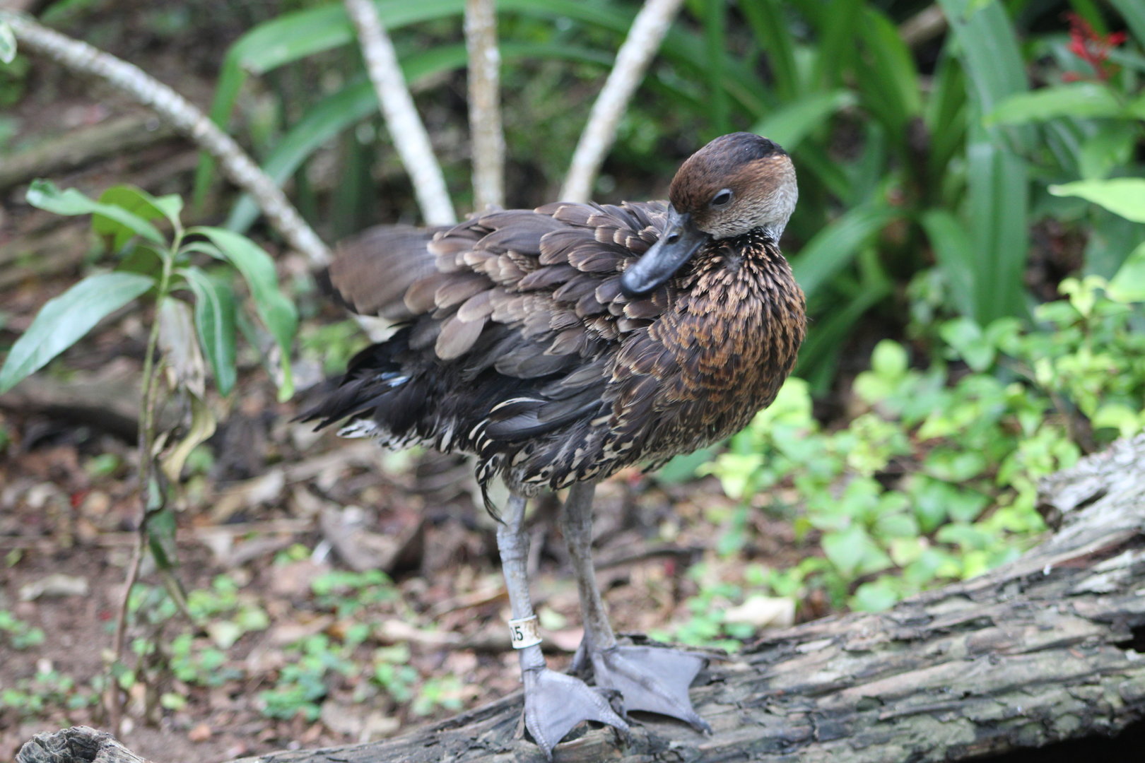 West Indian Whistling Duck (Dendrocygna arborea)