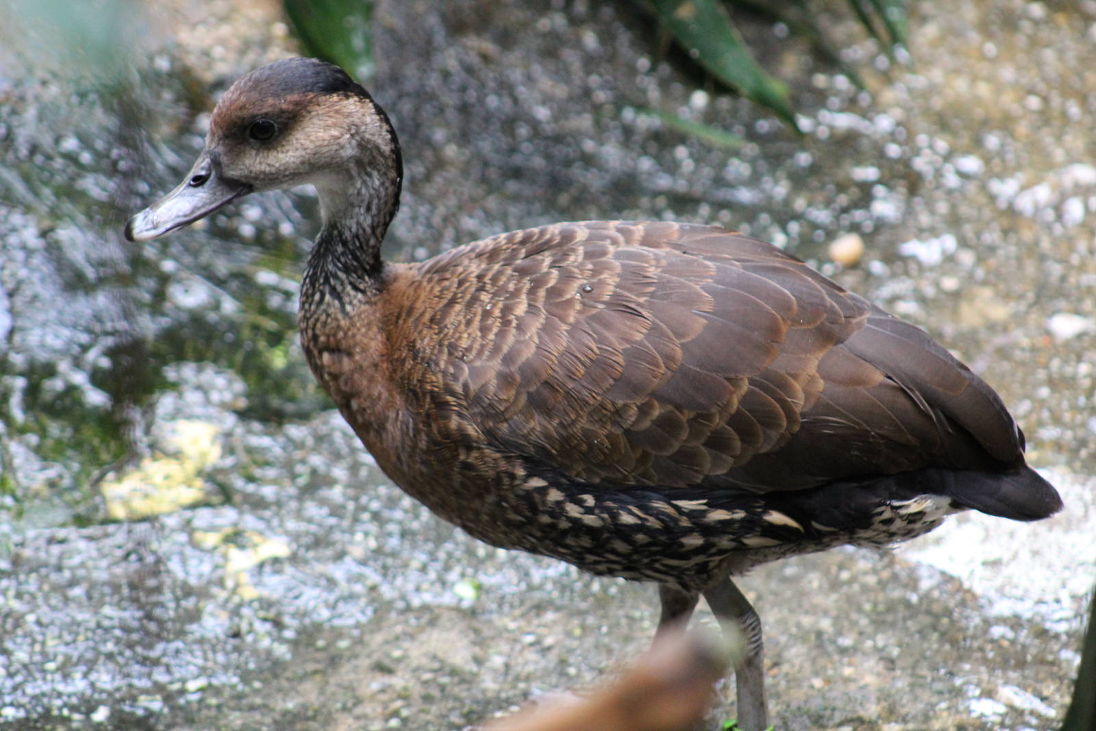 West Indian Whistling Duck