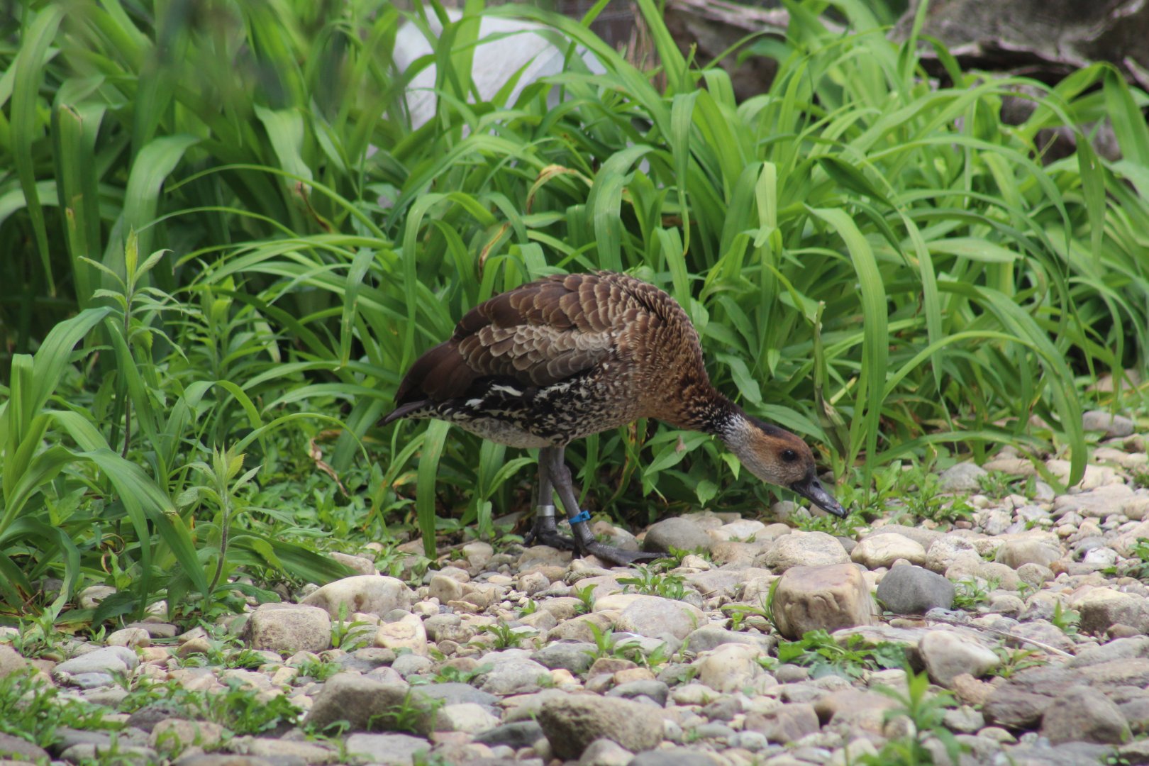 West Indian Whistling-Duck