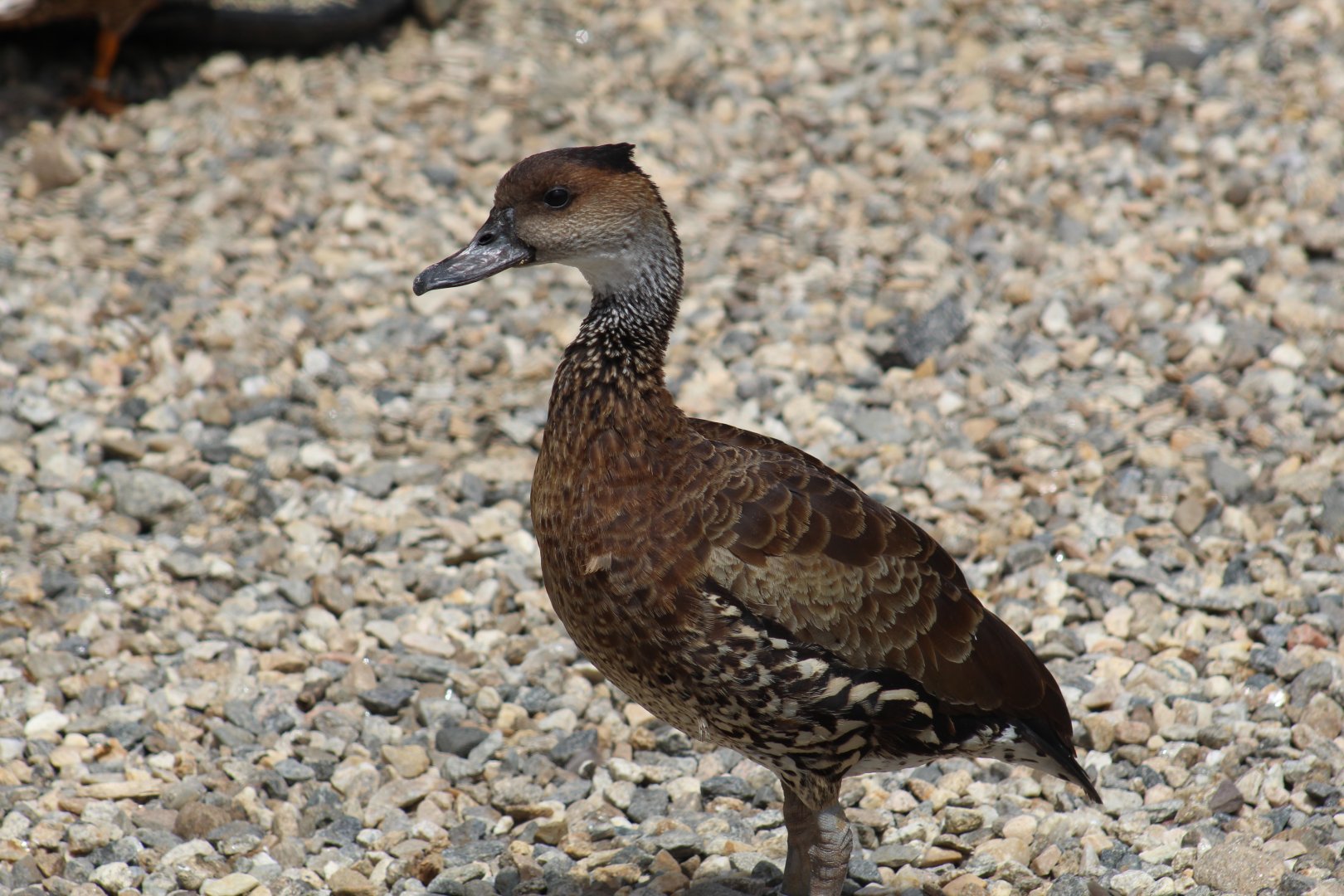 West Indian Whistling-Duck