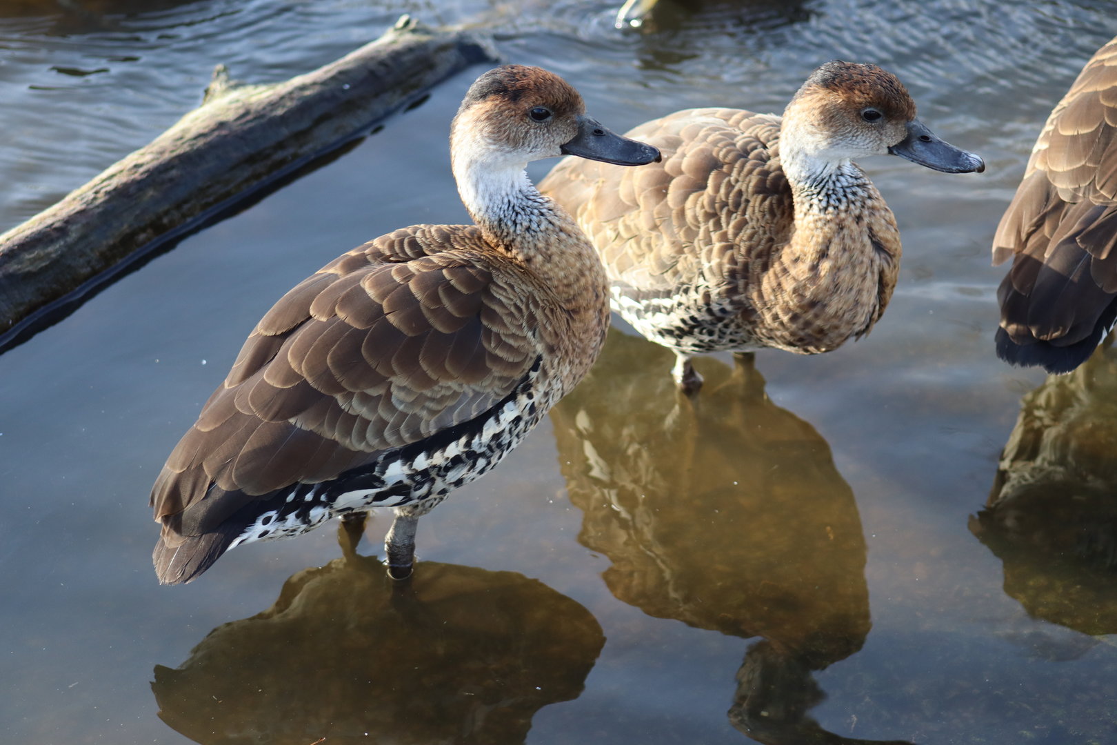 West Indian Whistling-Duck
