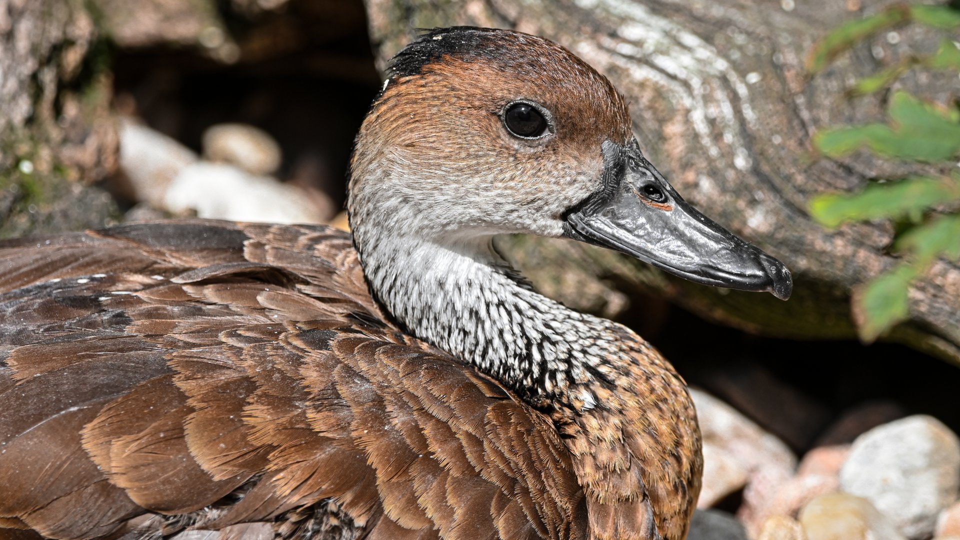 West Indian whistling duck