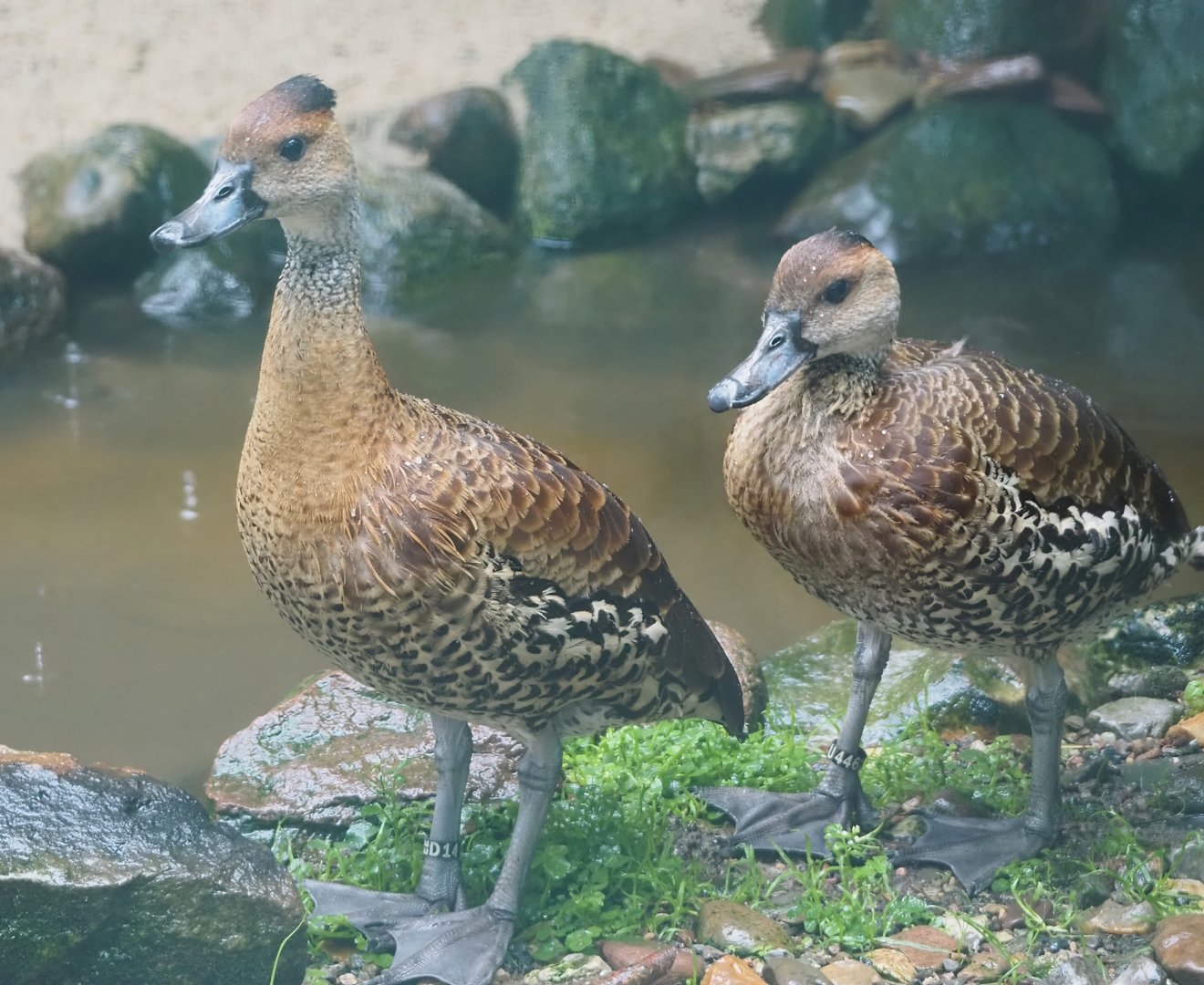 West Indian whistling-ducks (Dendrocygna arborea), 2024-05-22