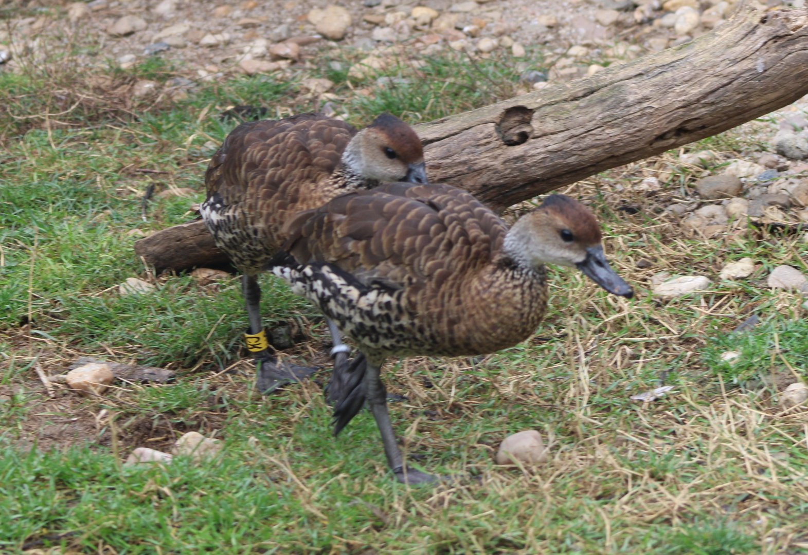 West Indian whistling ducks