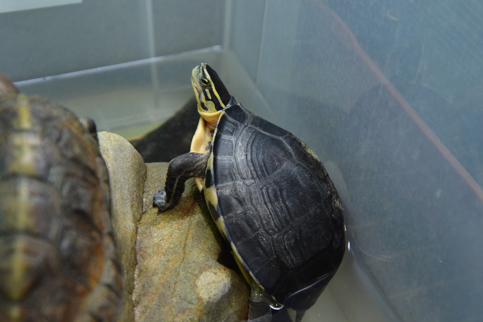 West Indonesian box turtle (Cuora amboinensis couro)