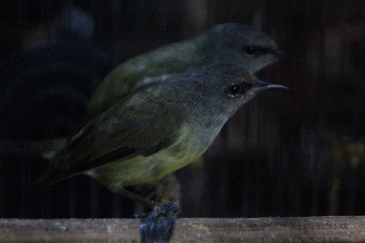 West Javan grey-throated white-eye (Heleia javanica frontalis)