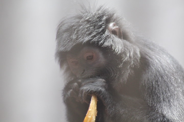 West Javan langur (Trachypithecus mauritius)