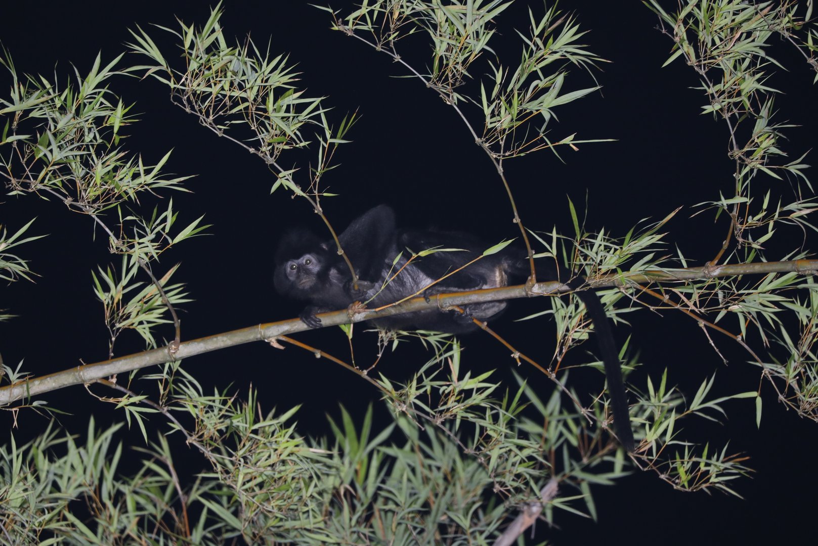 West Javan langur (Trachypithecus mauritius)