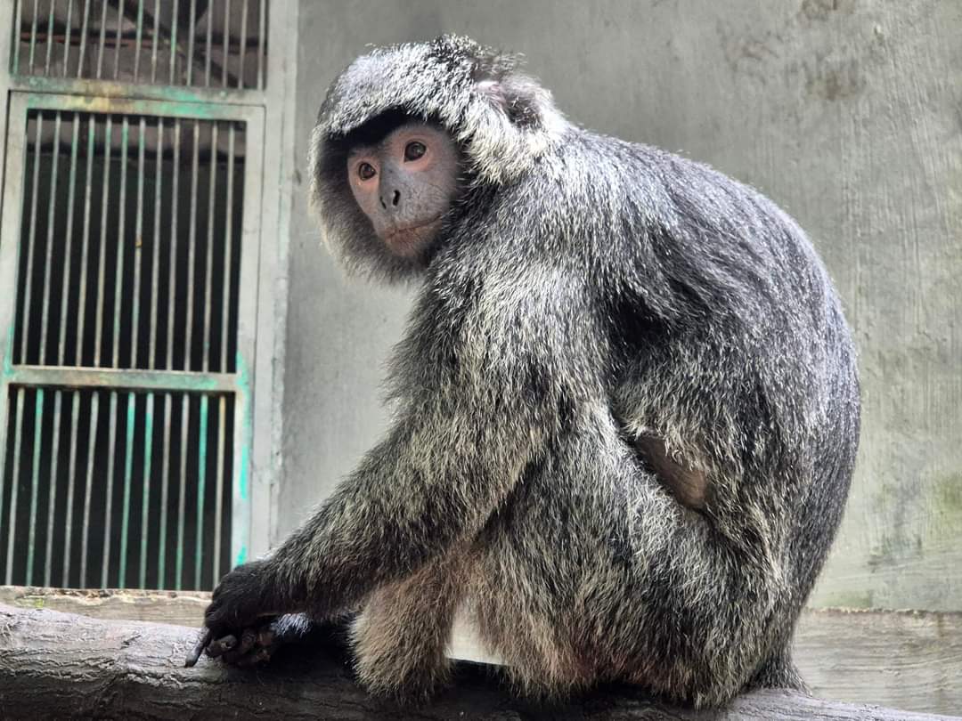 West Javan Langur
