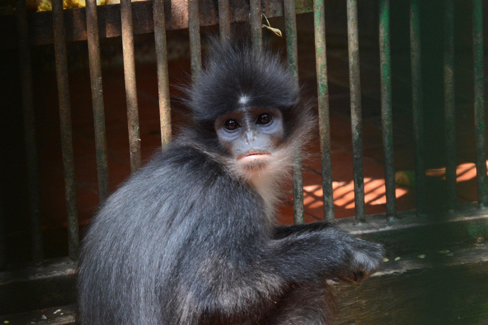 West Javan surili (Presbytis comata comata)