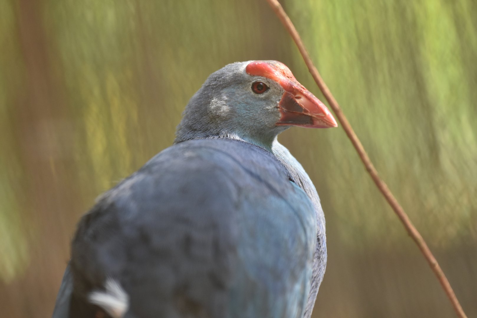 West Mediterranean Purple Swamphen (Porphyrio porphyrio porphyrio)