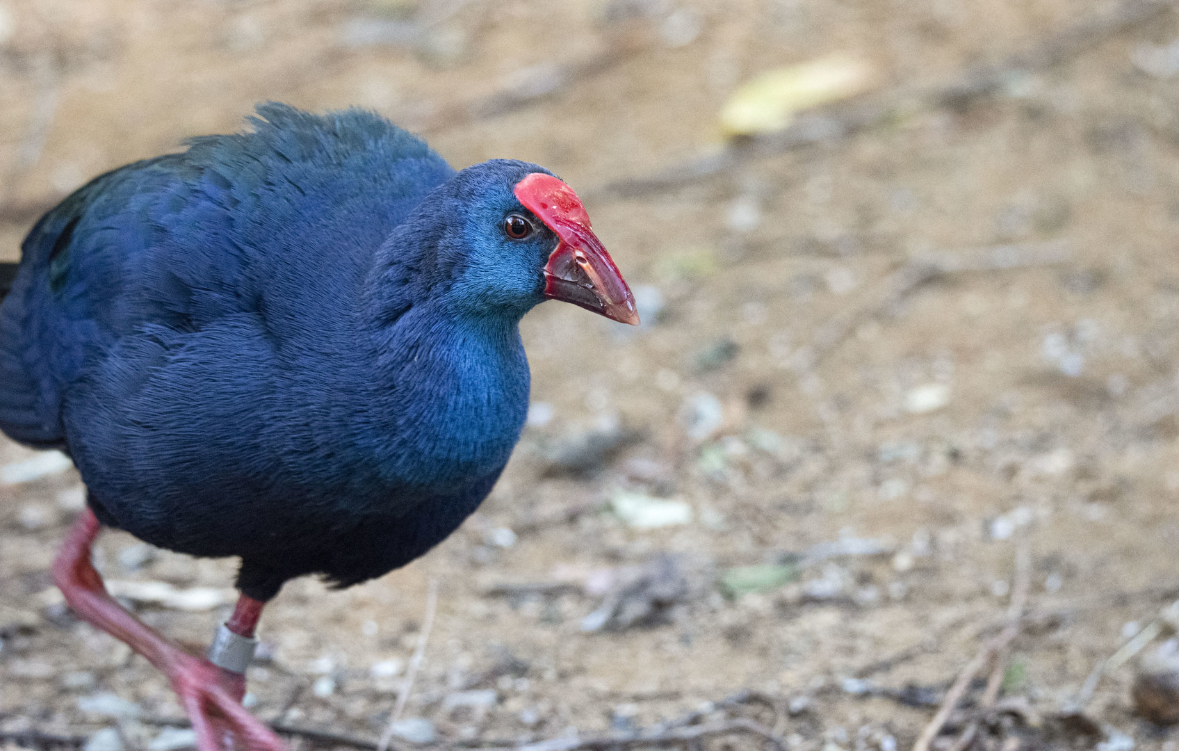 West Mediterranean Purple Swamphen (Porphyrio porphyrio porphyrio)