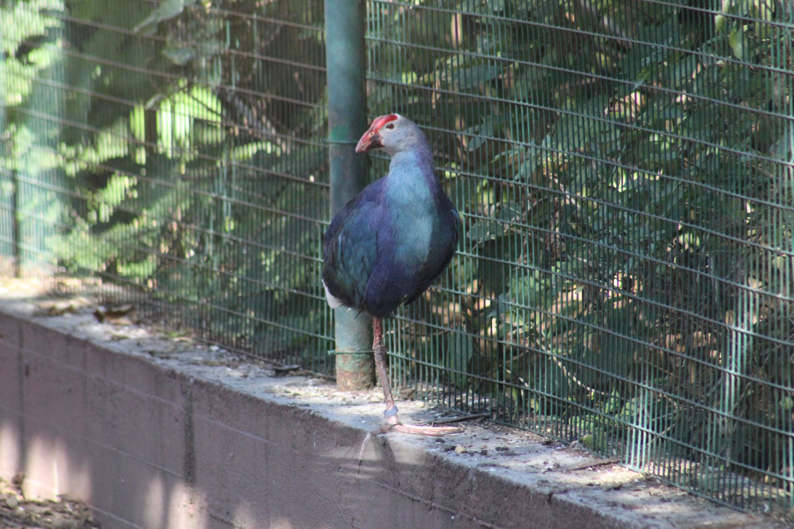 West Mediterranean Purple Swamphen