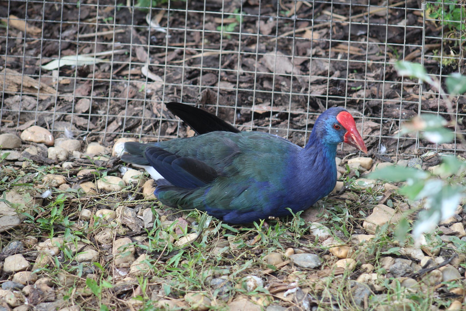 West Mediterranean Purple Swamphen