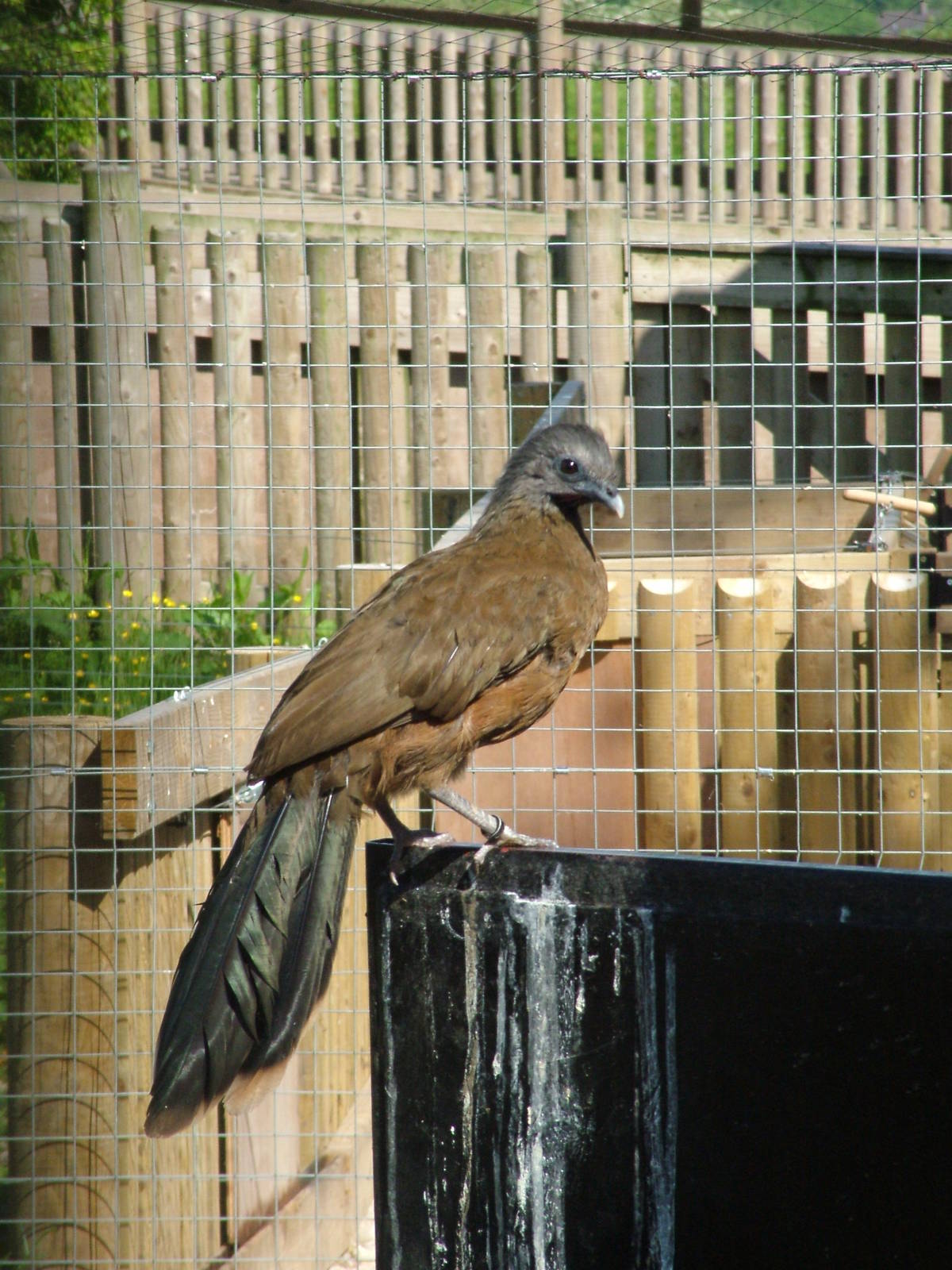 West Mexican Chachalaca at Blackbrook, 12/06/10