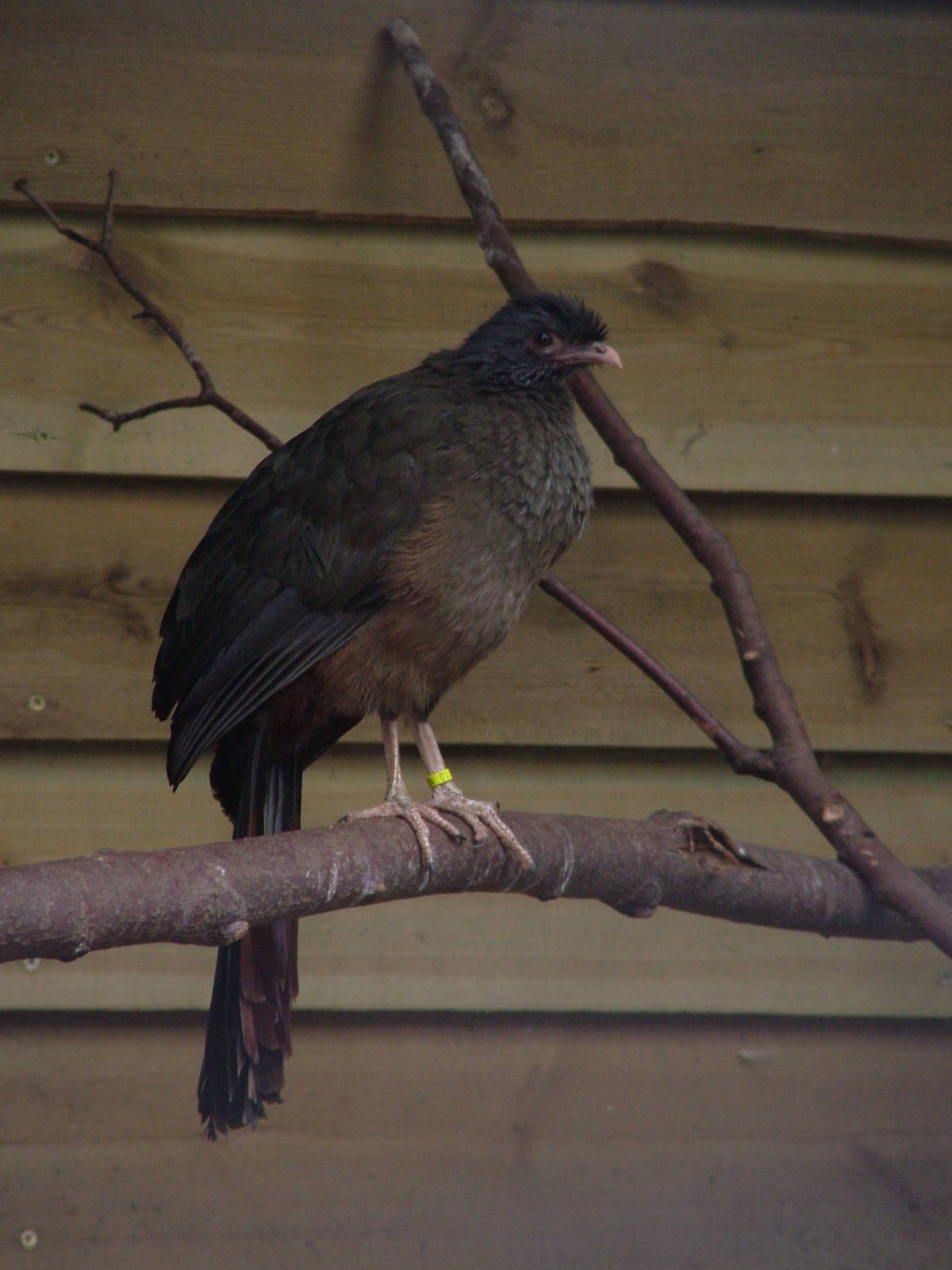 West Mexican Chachalaca at Tropical Wings 29/11/09