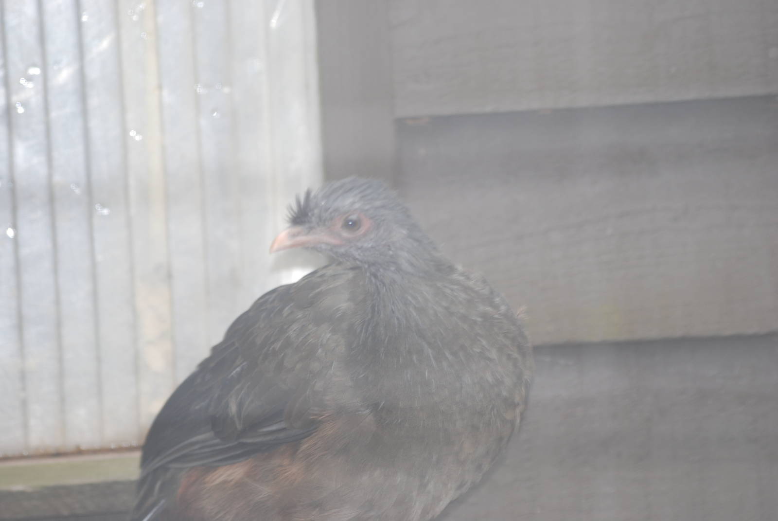 West Mexican chachalaca