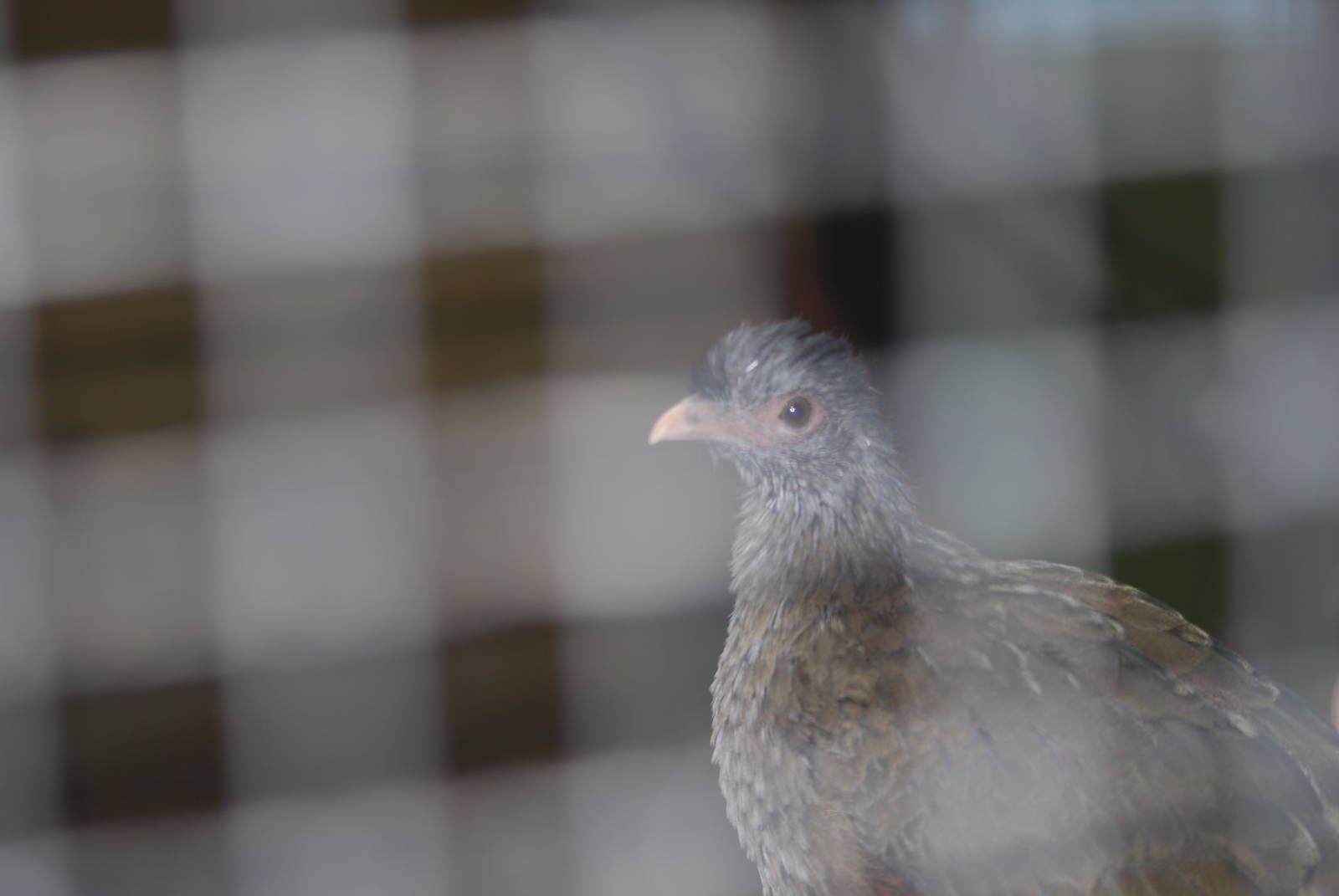 West Mexican chachalaca
