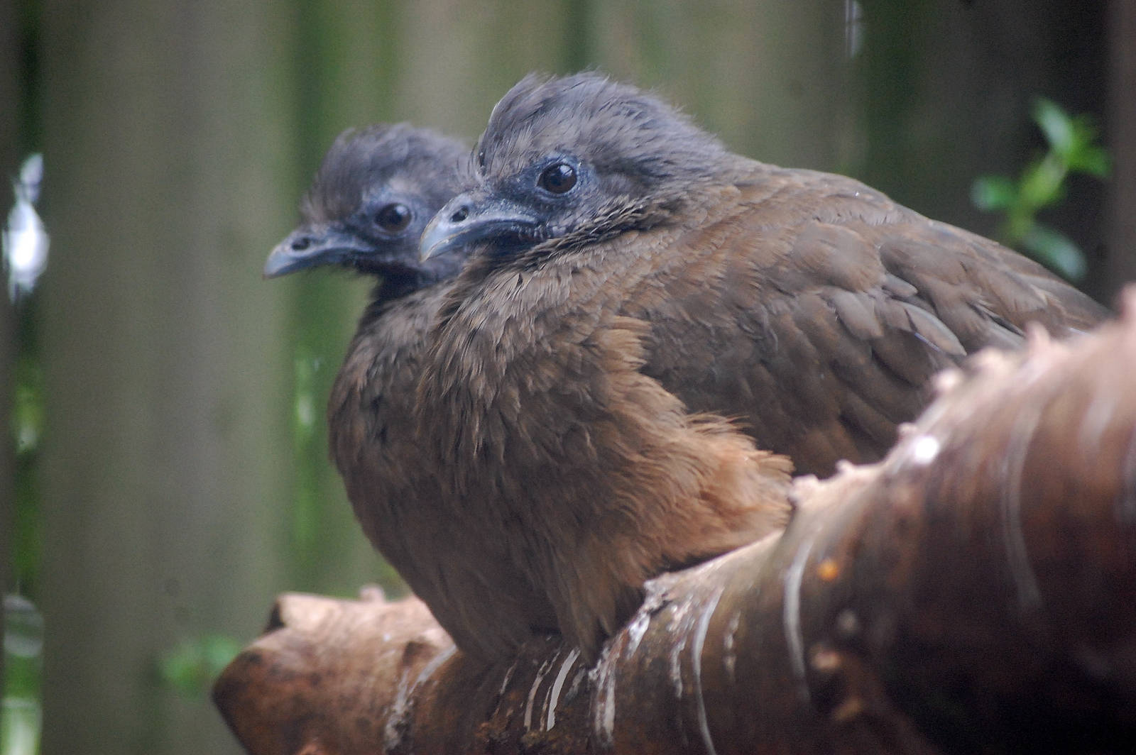 West Mexican Chachalaca