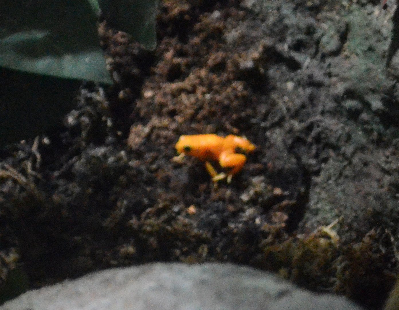 - WEST MIDLAND SAFARI PARK 12 07 2017