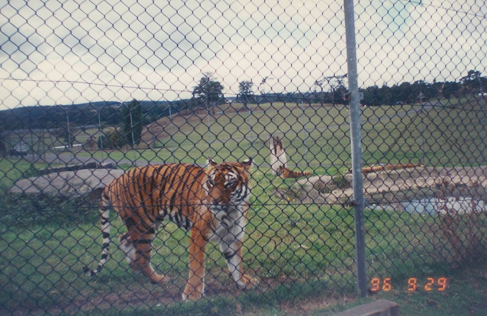 West Midland Safari Park 1996