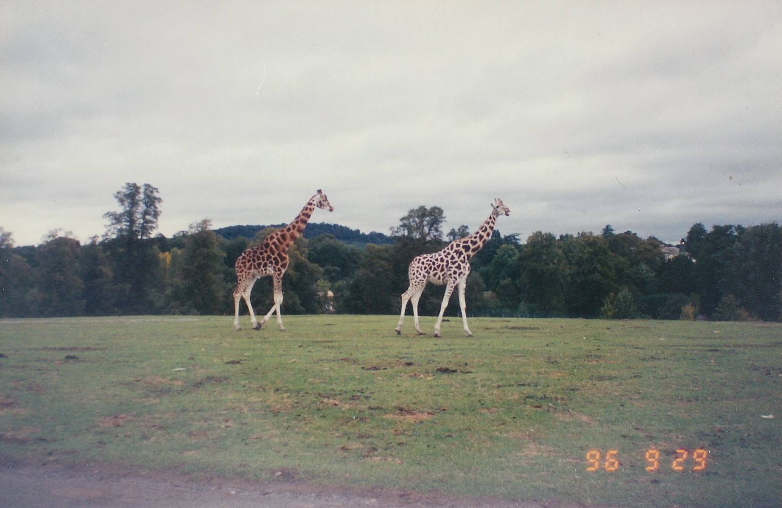 West Midland Safari Park, 1996