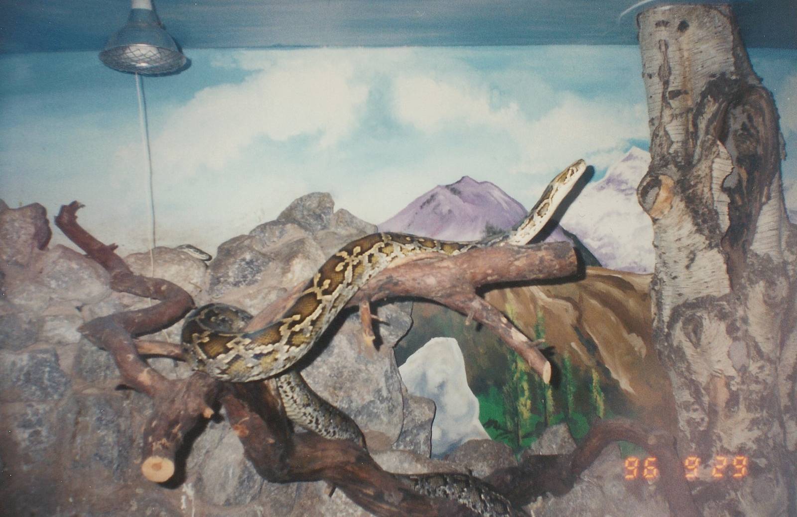 West Midland Safari Park 1996