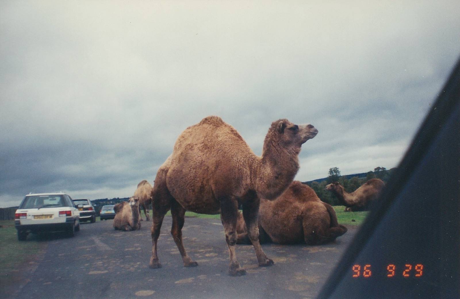 West Midland Safari Park 1996