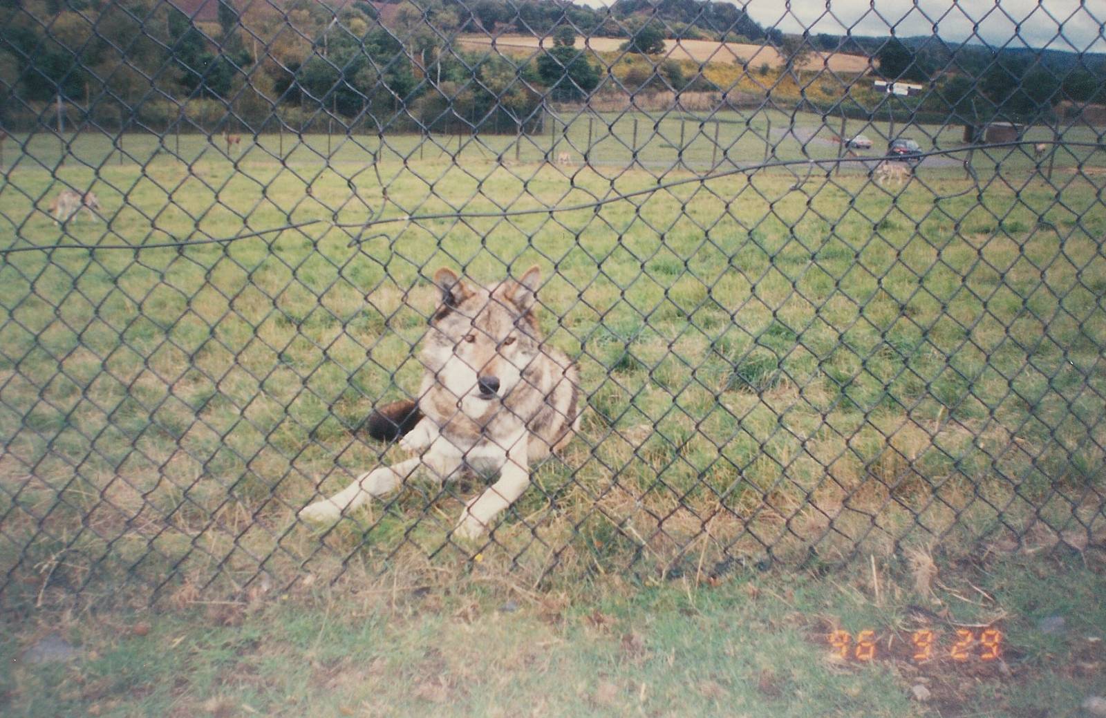 West Midland Safari Park 1996
