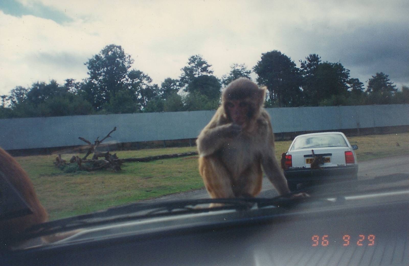 West Midland Safari Park 1996