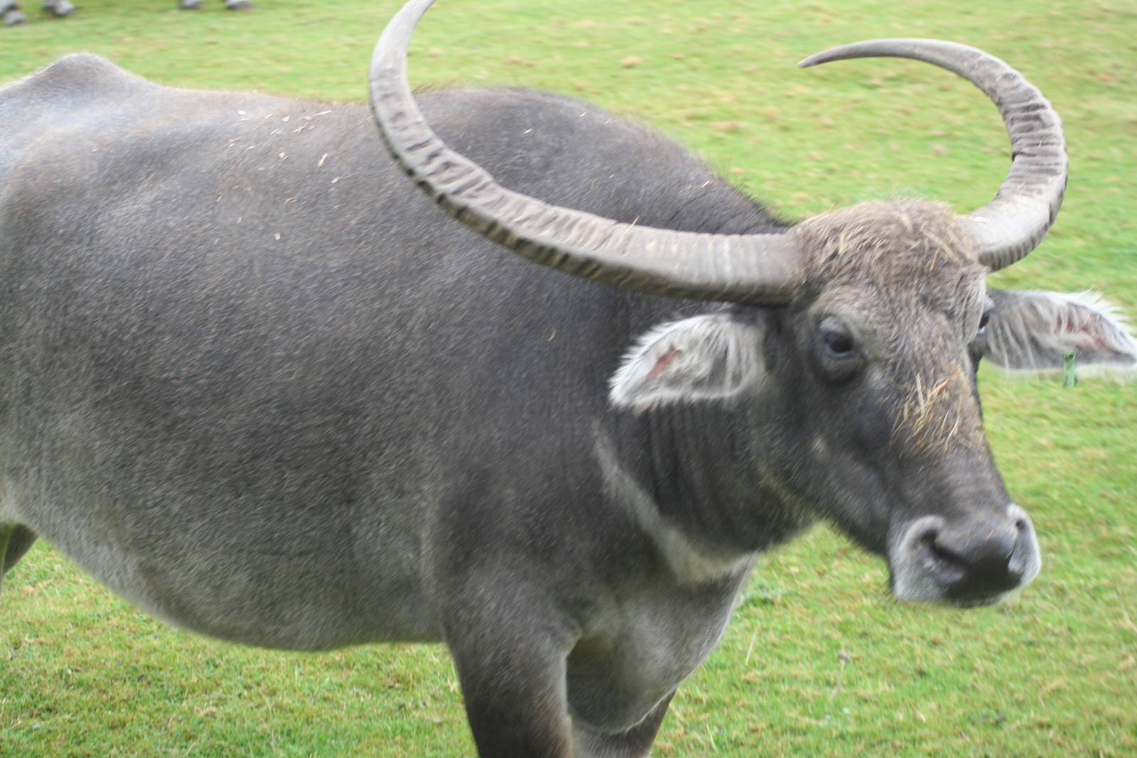 West midlands safari park