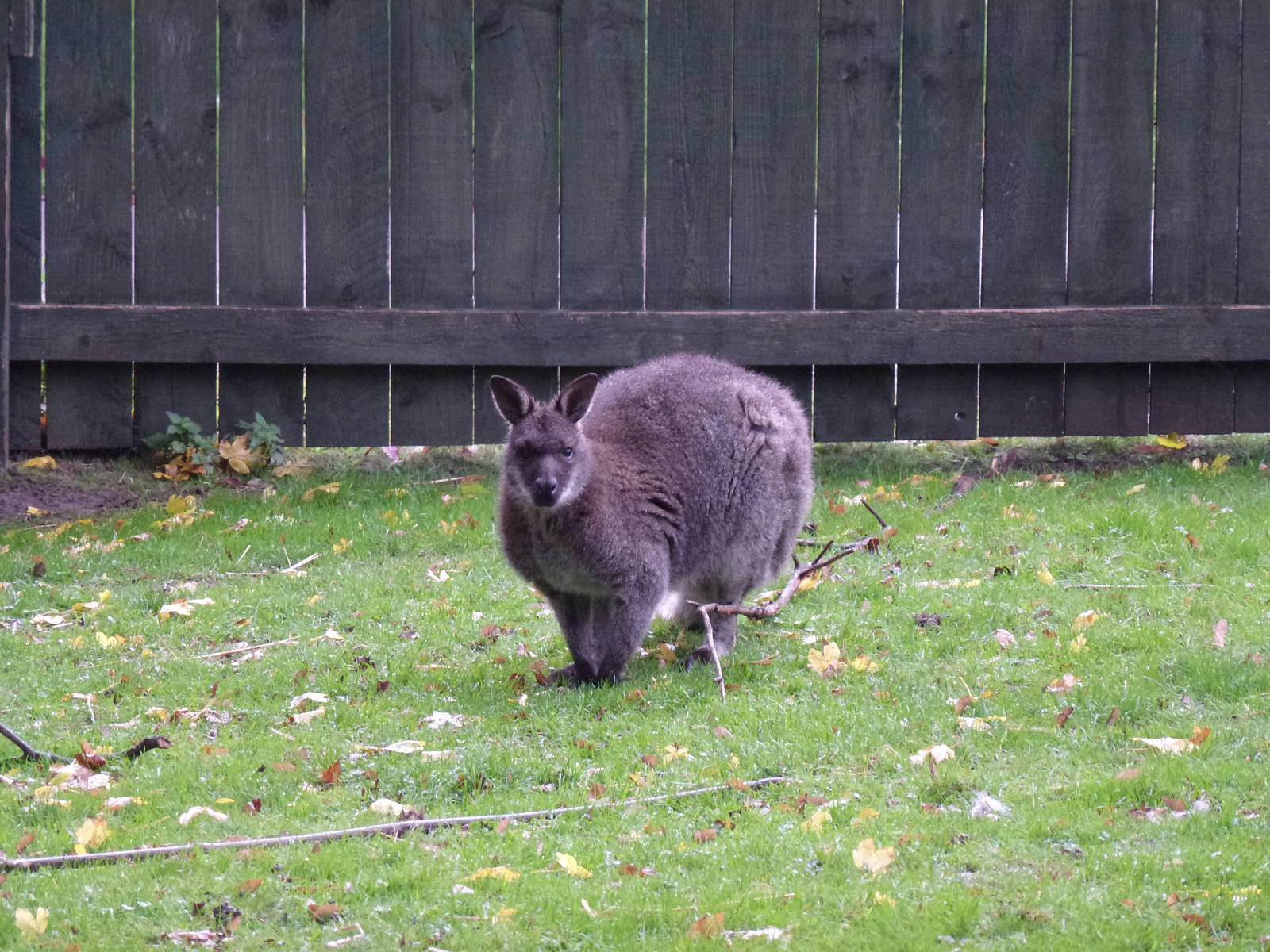 West Park wallaby, November 2013.