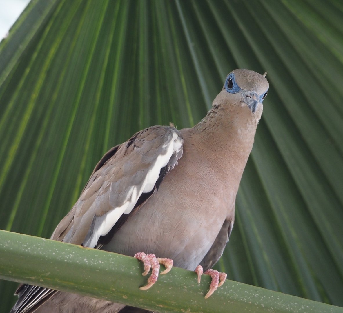 West peruvian dove (Zenaida meloda), 2025-05-17