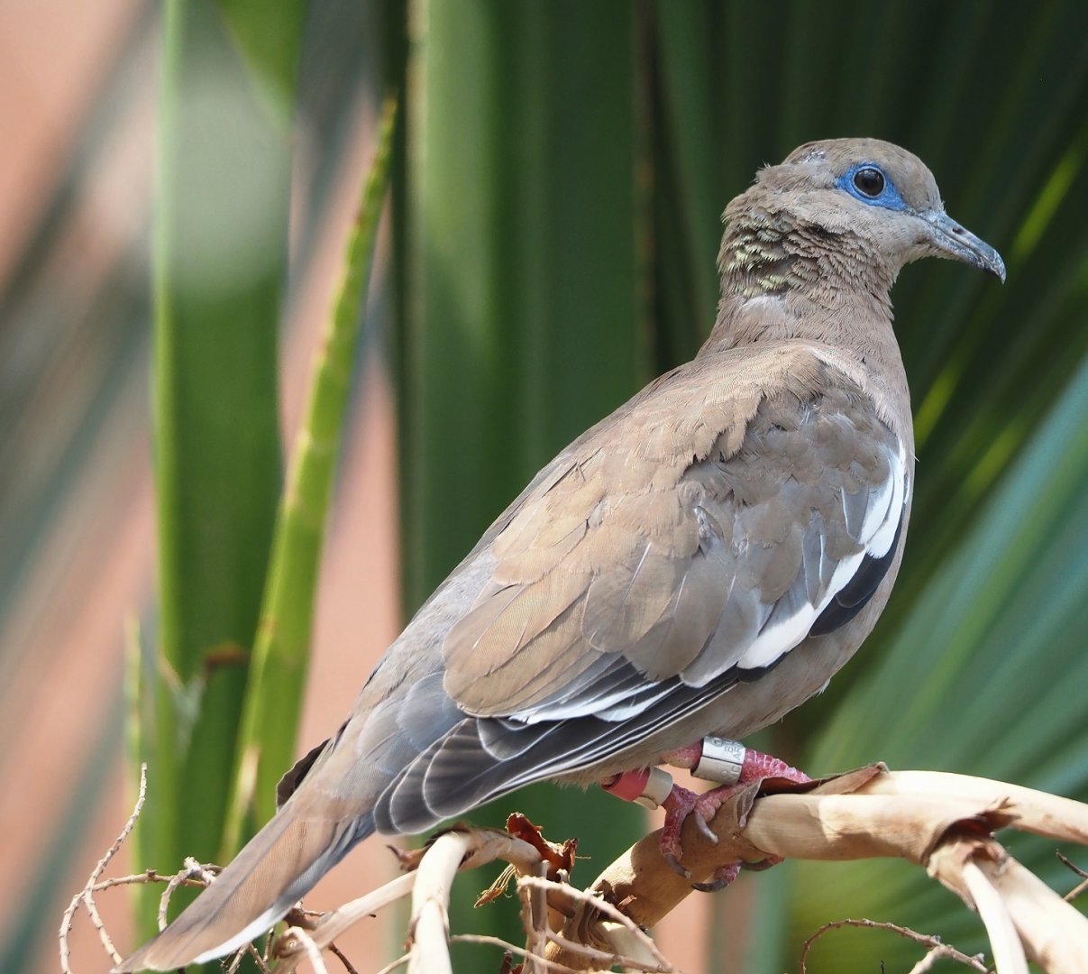 West peruvian dove (Zenaida meloda), 2025-05-17
