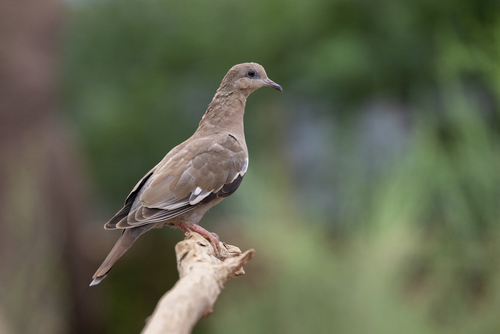 West Peruvian Dove (Zenaida meloda) - Desert