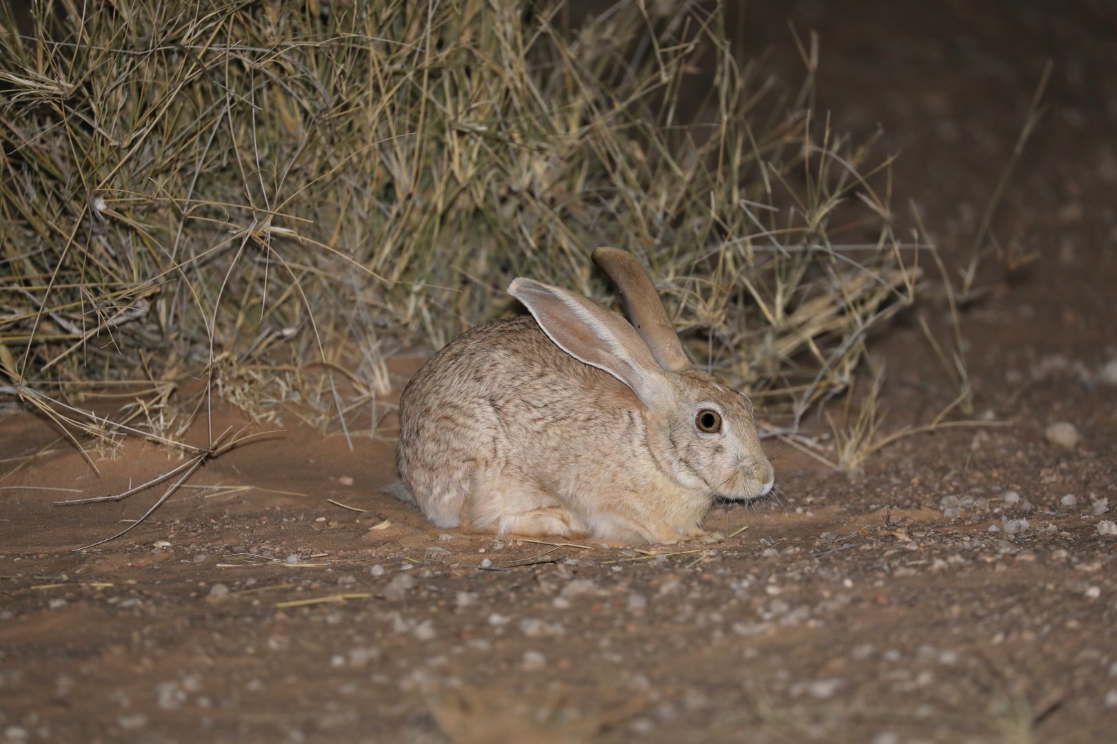 West Sahara hare (Lepus saharae)