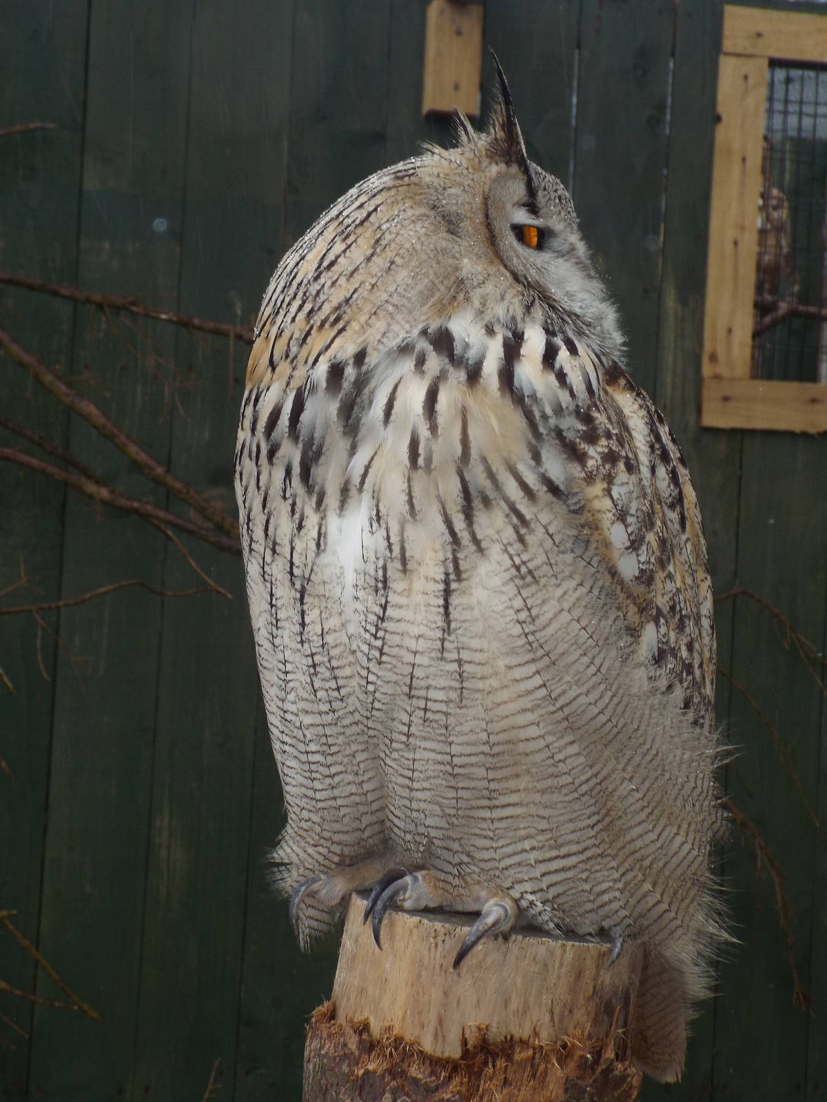 West Siberian Eagle-owl (Bubo bubo sibiricus) at Scottish Owl Centre - May