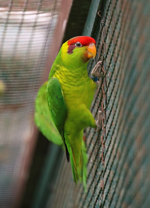 West Timor Iris lorikeet (Saudareos iris iris)