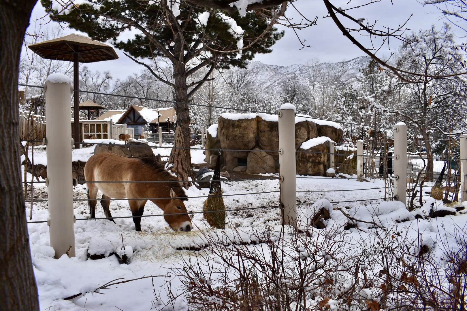 West Yard - High Desert Oasis