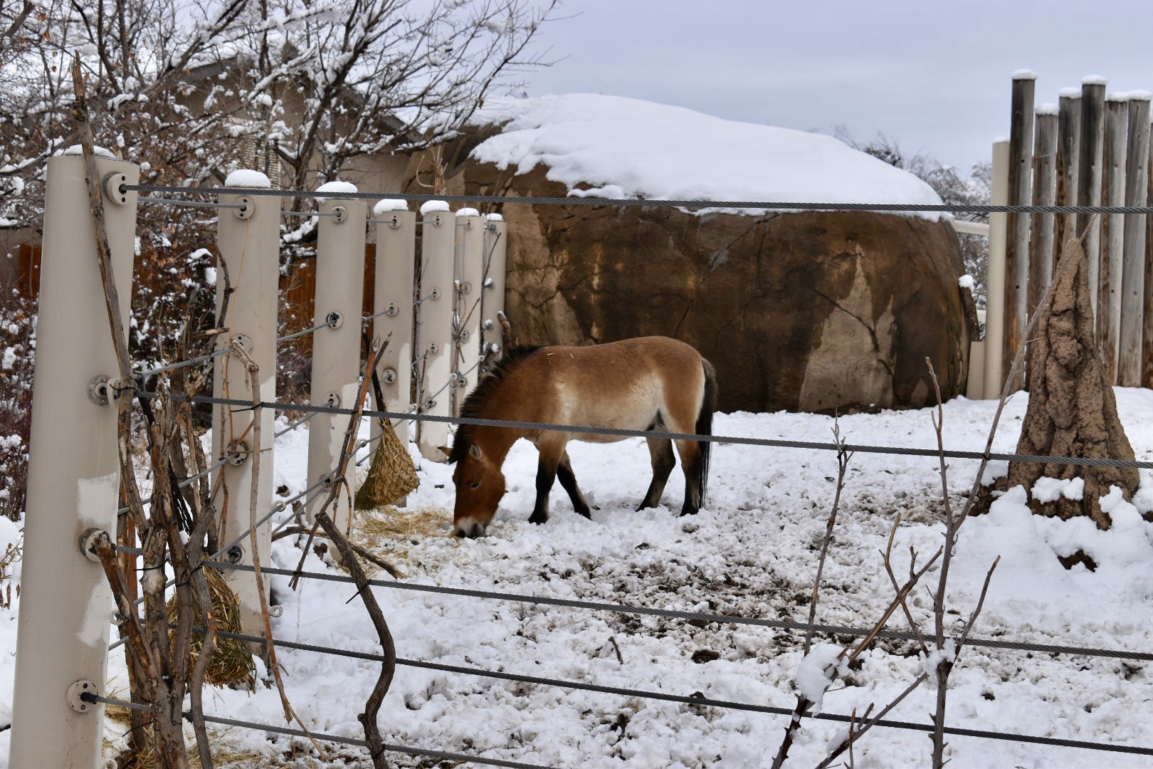 West Yard - High Desert Oasis