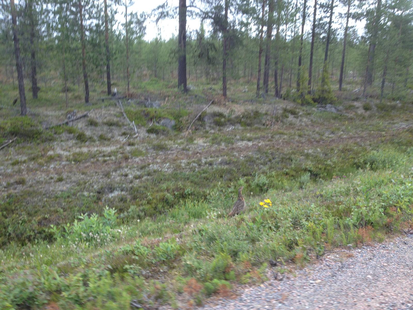 Westen capercaillie female