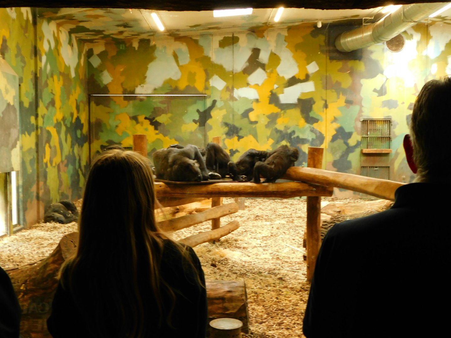 Wester Lowland Gorilla - Indoor Enclosure (Gorilla gorilla gorilla)