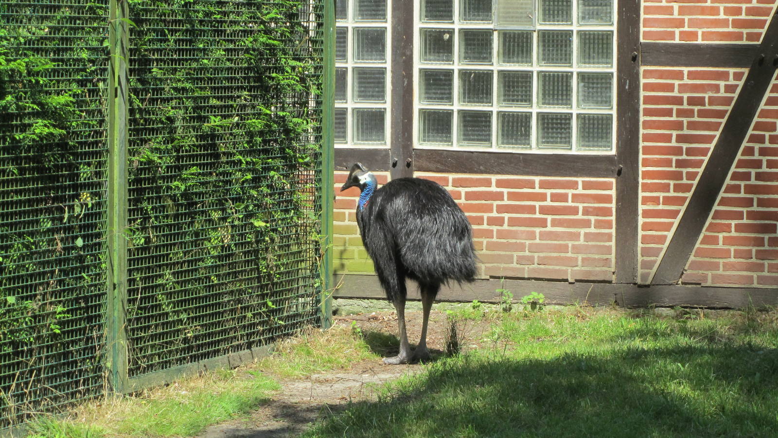 Westermann`s cassowary