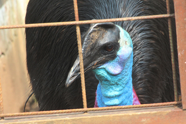 Westermann's cassowary  (Casuarius bennetti westermanni) - Drive Thru Park