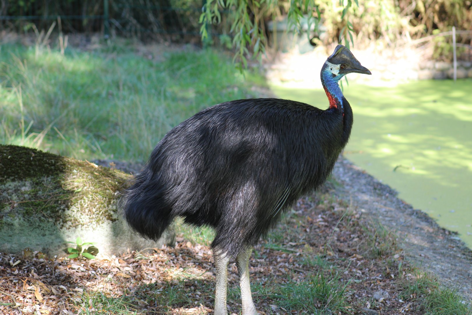 Westermann's Dwarf Cassowary