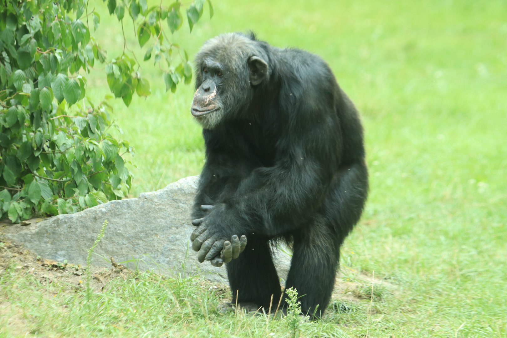 Western african chimpanzee (August 2019)