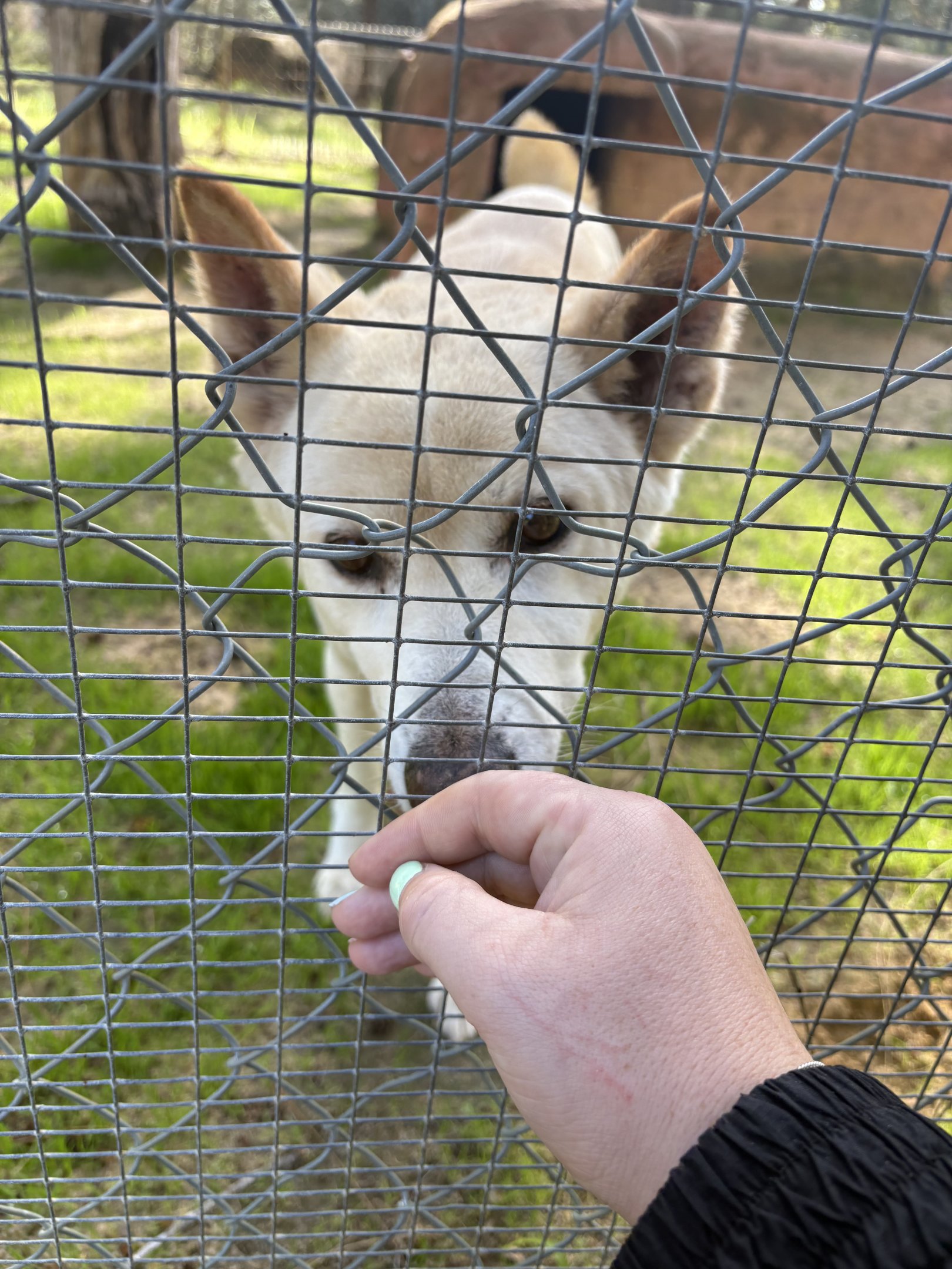 Western Australia Reptile Park - July 2025