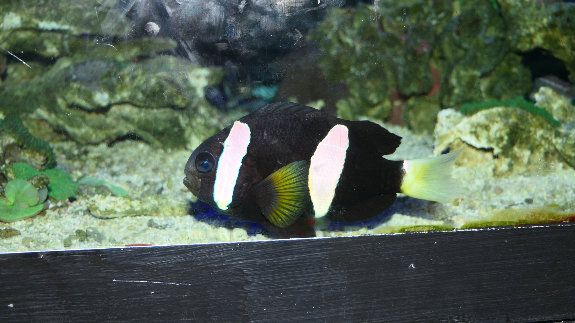 Western Australian Anemonefish (Amphiprion milii) - Cicerello's Aquarium, Fremantle